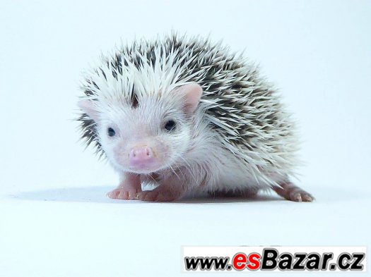 Sameček afrického pygmy ježka s PP k předběžné rezervaci – fotografie 4