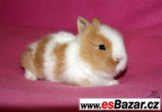 Teddy králíčci s VP - miminka - Brno, Vyškov, doprava po ČR – fotografie 2
