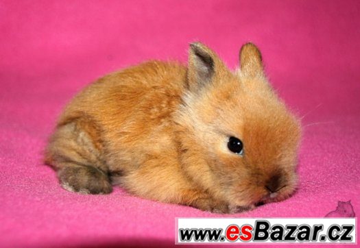 Teddy králíčci s VP - miminka - Brno, Vyškov, doprava po ČR – fotografie 4