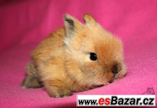 Teddy králíčci s VP - miminka - Brno, Vyškov, doprava po ČR – fotografie 5