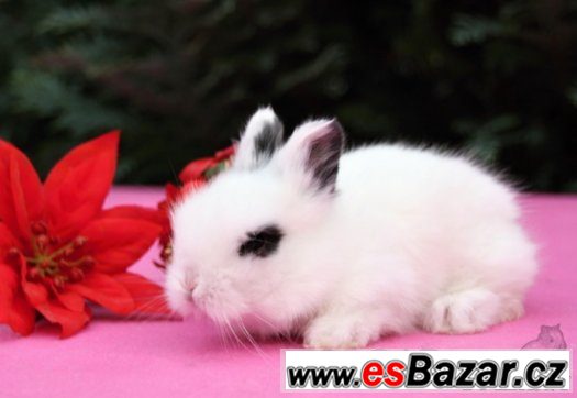 Teddy králíčci s VP - Vánoční miminka - Brno, Vyškov... – fotografie 2