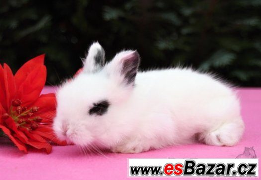 Teddy králíčci s VP - Vánoční miminka - Brno, Vyškov... – fotografie 3
