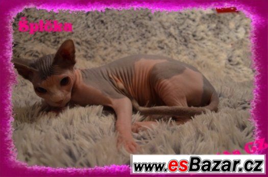 Kanadský SPHYNX s PP – fotografie 2