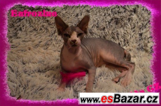 Kanadský SPHYNX s PP – fotografie 4