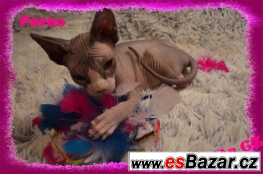 Kanadský SPHYNX s PP – fotografie 5