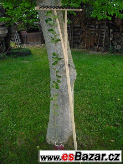 Japonský topol - sazenice nad 120 cm – fotografie 2