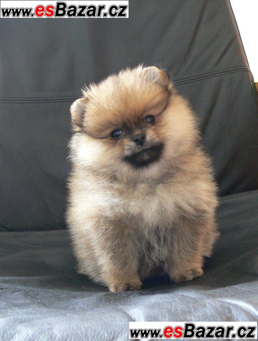 Trpaslicí špic/Pomeranian na prodej s PP   – fotografie 3