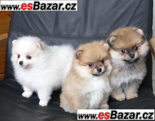 Trpaslicí špic/Pomeranian na prodej s PP   – fotografie 4