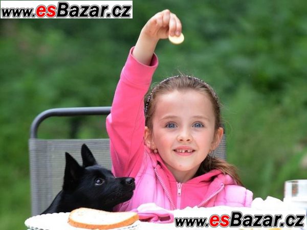 Šiperka s PP - zadáme štěňátka, pejsky – fotografie 5