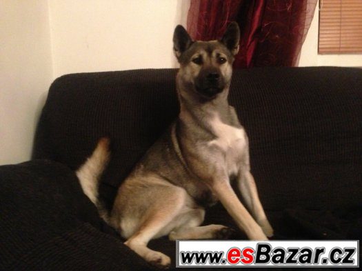 Kishu inu – fotografie 2