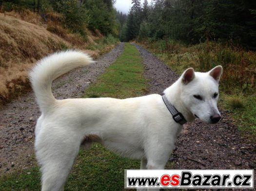 Kishu inu – fotografie 4