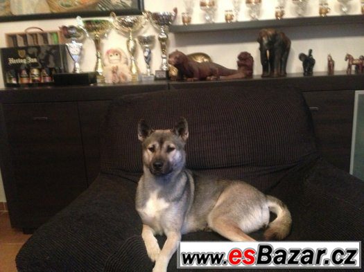 Kishu inu – fotografie 5