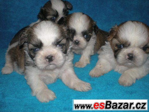 Shih-tzu – fotografie 1