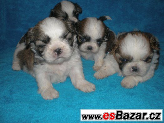 Shih-tzu – fotografie 2