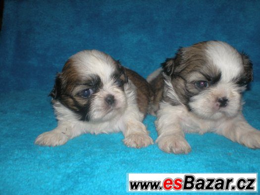 Shih-tzu – fotografie 5