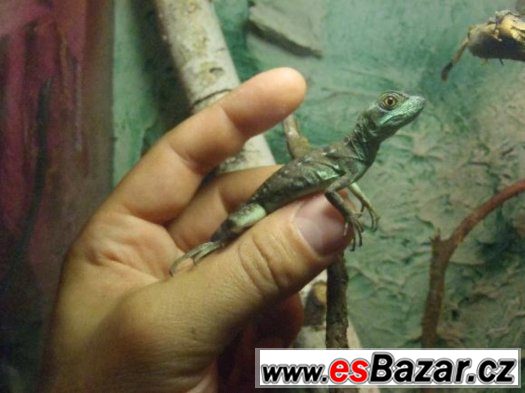 Prodám mládata Chameleon Jemenský a Bazilišek Zelený – fotografie 2
