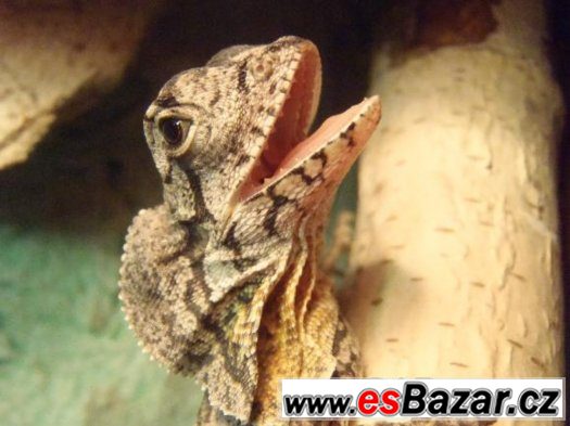 Agama Límcová (Chlamydosaurus Kingii)-mládata – fotografie 1