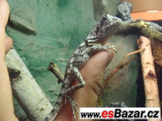 Agama Límcová (Chlamydosaurus Kingii)-mládata – fotografie 2