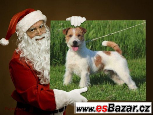 Štěňátka Jack Russell s PP – fotografie 1