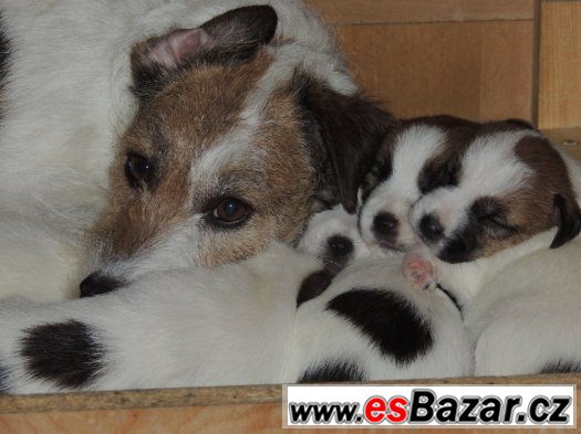 Štěňátka Jack Russell s PP – fotografie 2