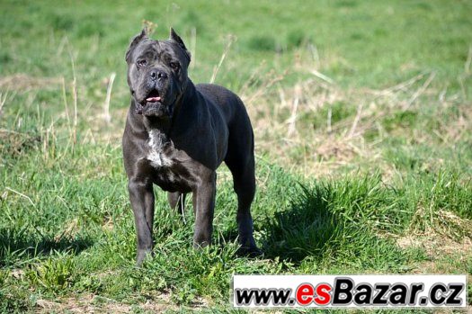Cane corso – fotografie 3
