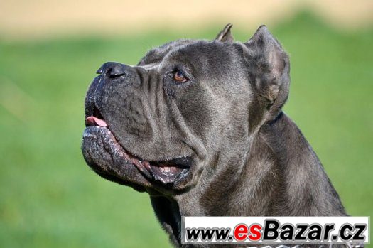 Cane corso – fotografie 5