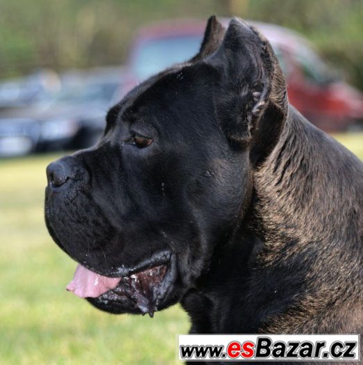 Štěňátka Cane corso – fotografie 2