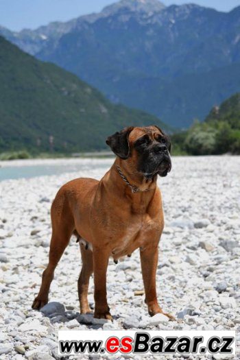 Štěňátka Cane corso – fotografie 3