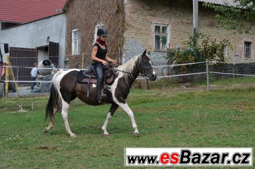 Strakatý hřebeček – fotografie 5