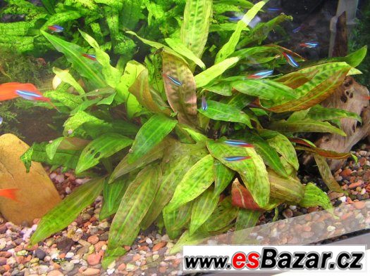 Prodám akvarijní rostlinky Cryptocoryne Affinis. – fotografie 1