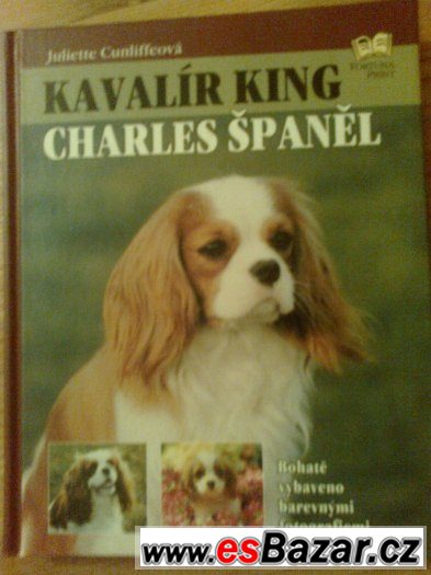 Kavalír King Charles Španěl – fotografie 1
