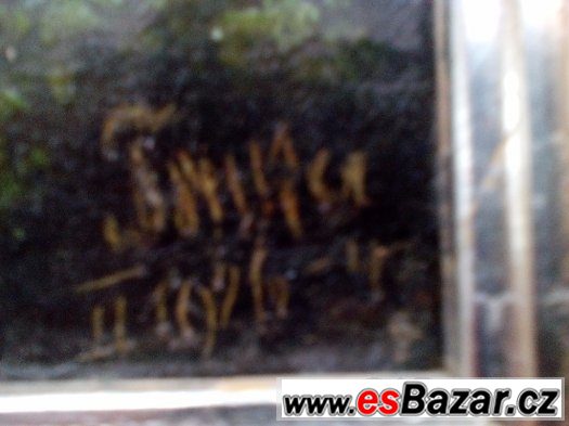 PRODAM DVA OBRAZY RUZE – fotografie 2