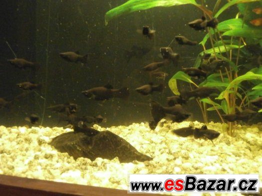 Black Molly - Poecilia sphenops – fotografie 2