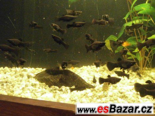 Black Molly - Poecilia sphenops – fotografie 3