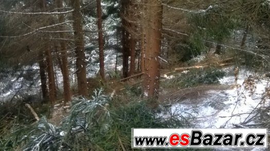 Nabízím práci v lese – fotografie 2