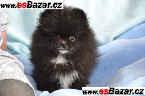 Prodám štenátko Pomeranian – fotografie 2
