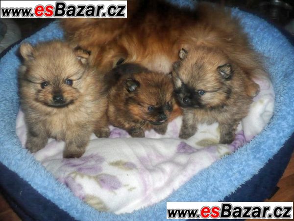 Prodám štenátko Pomeranian – fotografie 4