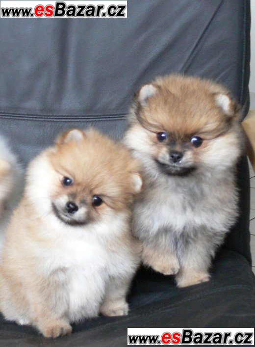 Prodám štenátko Pomeranian – fotografie 5