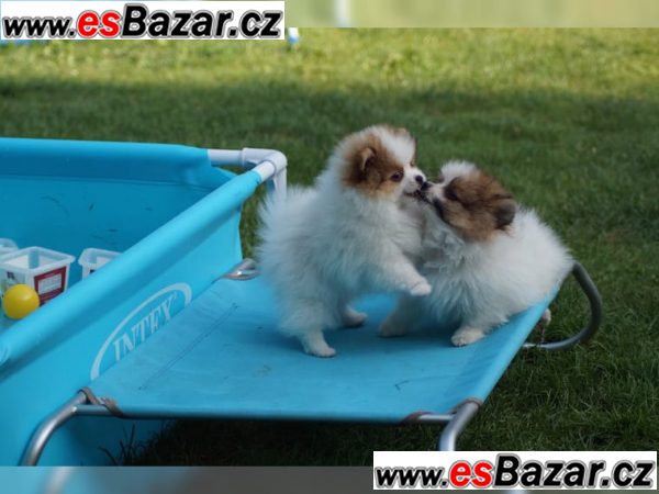 ++Štenátka Pomeranian-4000CZK – fotografie 1