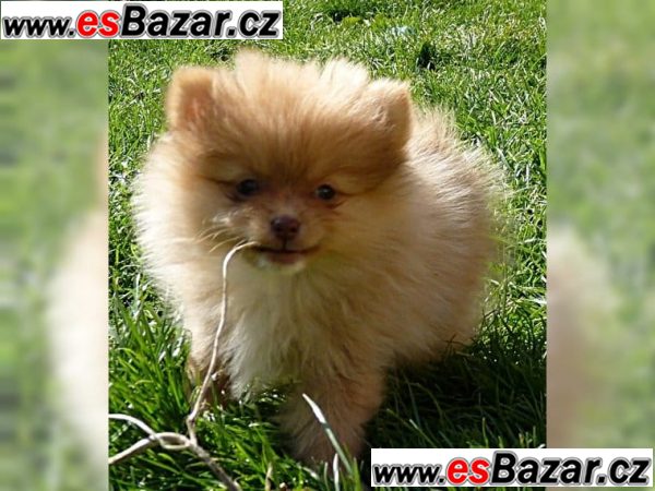 ++Štenátka Pomeranian-4000CZK – fotografie 4