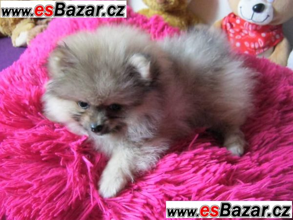 Nemecký špic Pomeranian s PP – fotografie 1