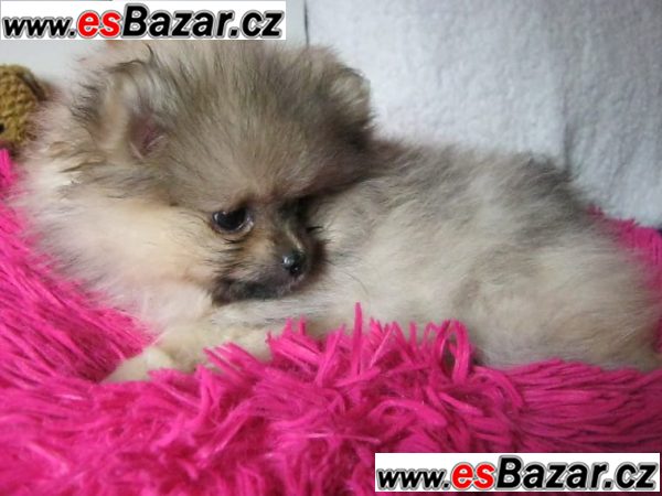 Nemecký špic Pomeranian s PP – fotografie 3