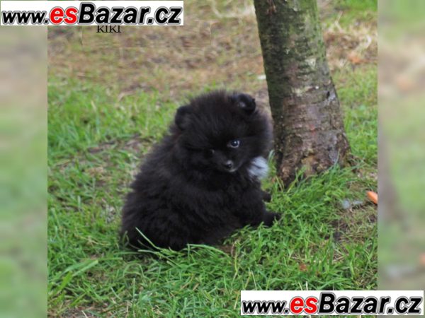 Nemecký špic Pomeranian s PP – fotografie 4