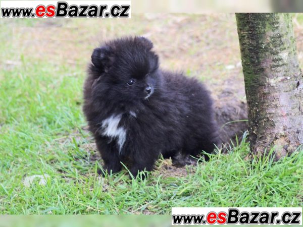 Nemecký špic Pomeranian s PP – fotografie 5