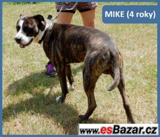 Mike by měl rád na Vánoce nový domov ♥ – fotografie 1