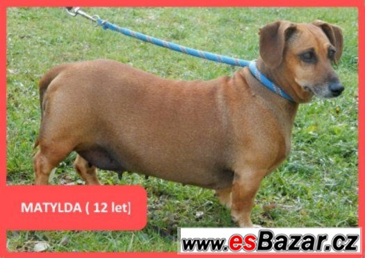 Matylda čeká na hodné lidičky ,dočká se ?♥ – fotografie 1