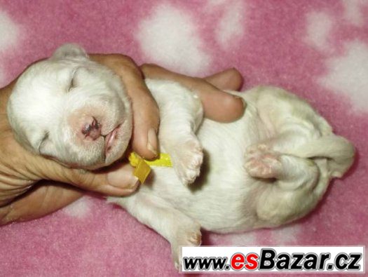 Bišonek - Bichon frisé – fotografie 1