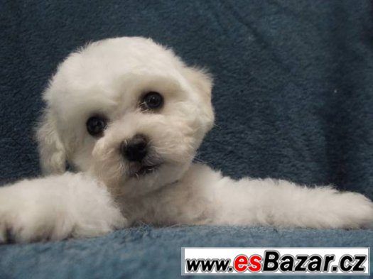Bišonek - Bichon frisé – fotografie 2