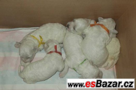 Bišonek - Bichon frisé – fotografie 3