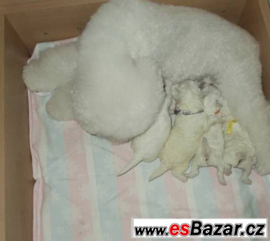 Bišonek - Bichon frisé – fotografie 4